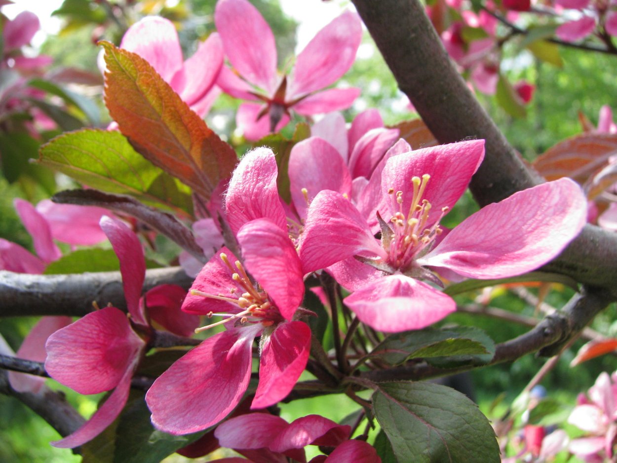 Яблоня декоративная краснолистная Роял Бьюти