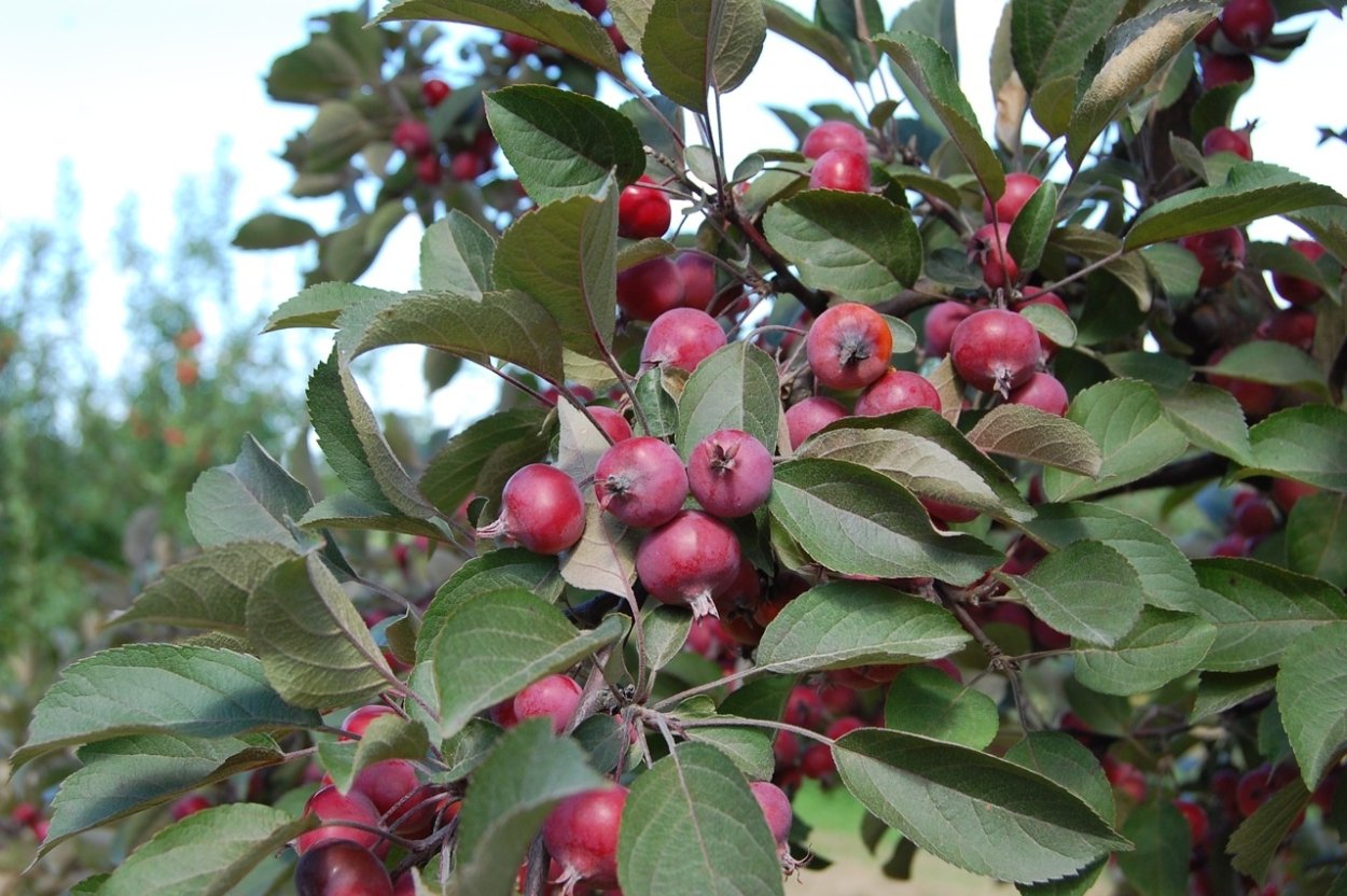 Яблоня сорт райка