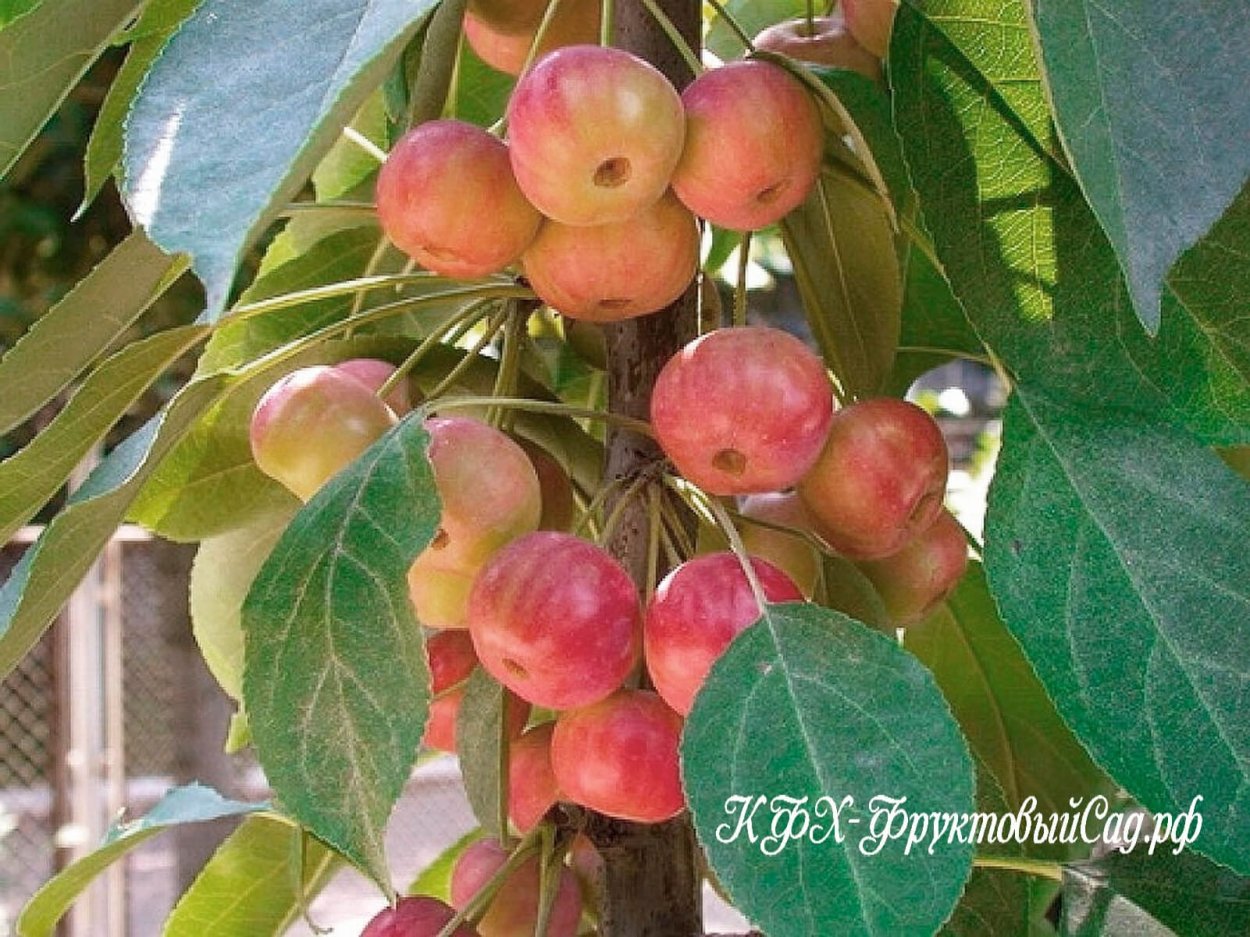 Яблоня Ранетка колоновидная