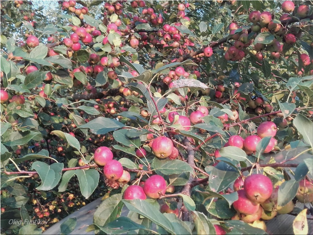 Райские яблочки Ранетки