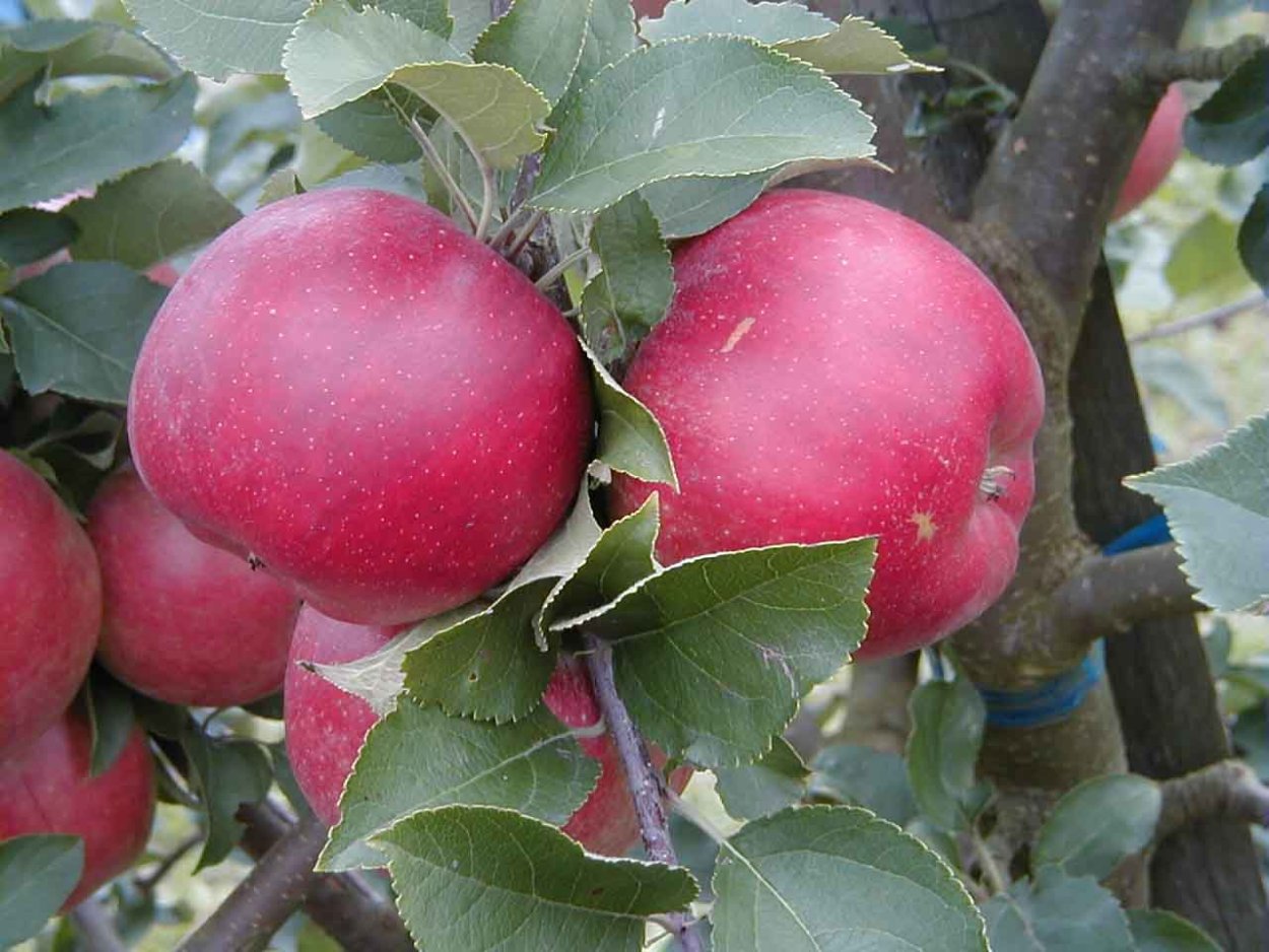 Яблоня сорт райка