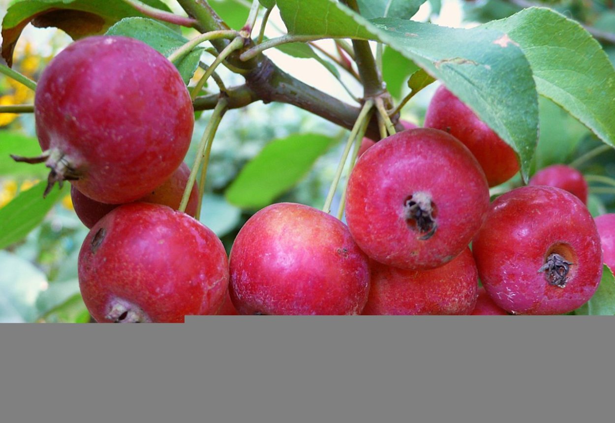 Яблоня Райские яблочки