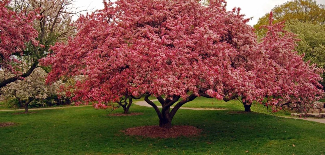 Райские яблочки сорт яблок
