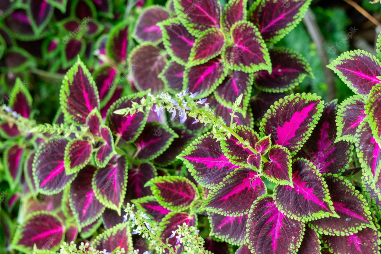 Колеус Solenostemon Jitters