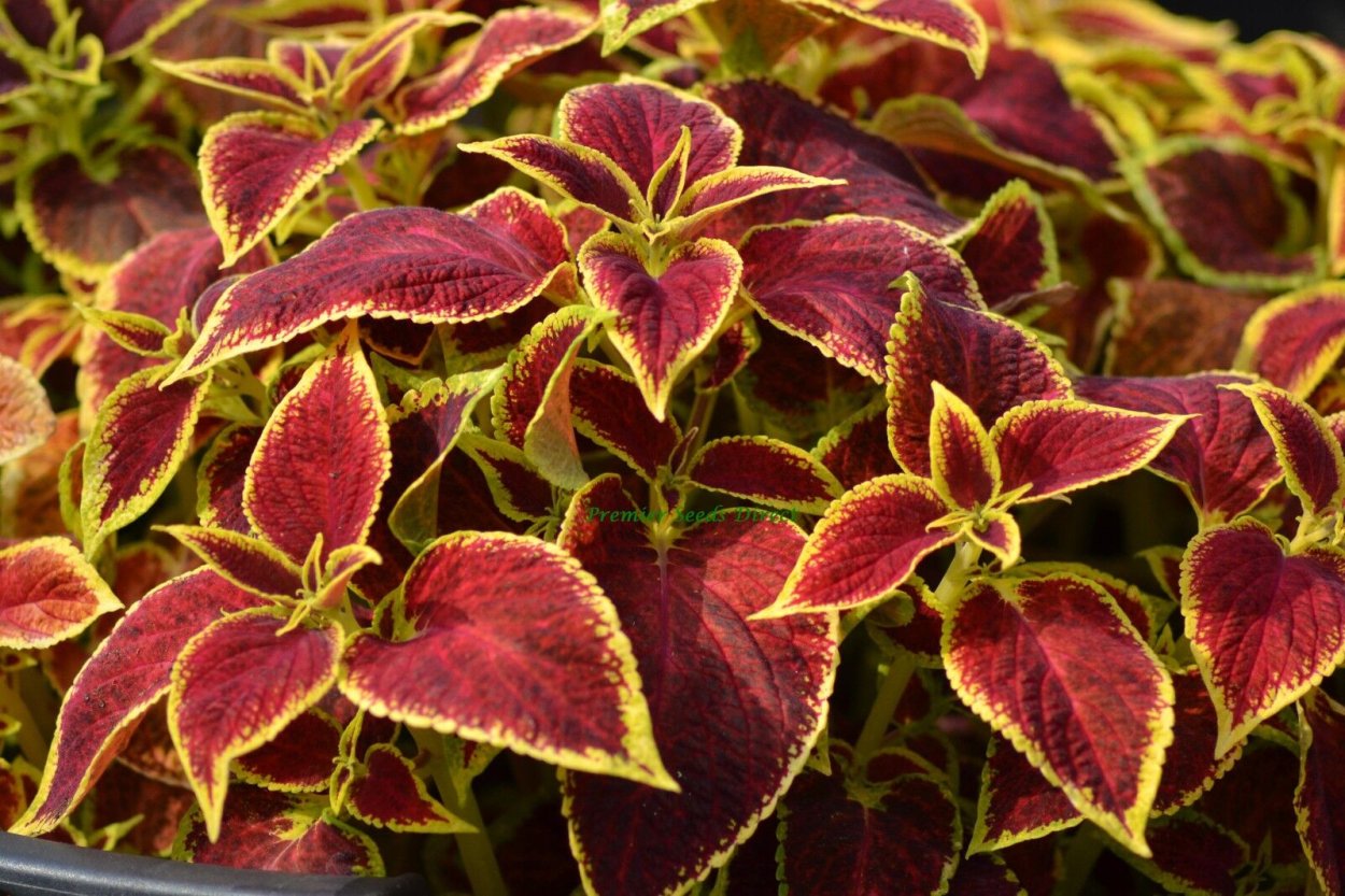 Колеус Ренельта Coleus rehneltianus