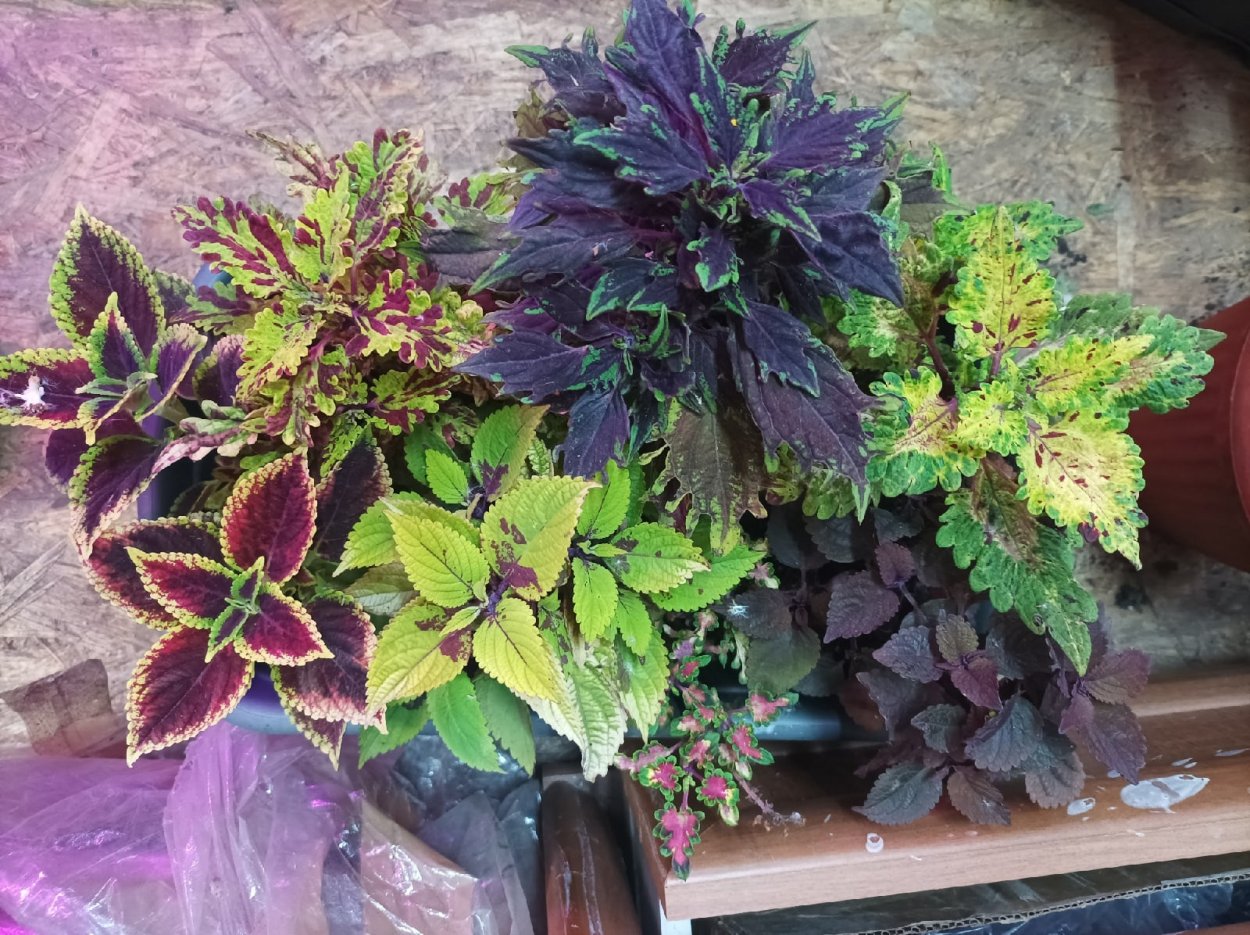 Колеус Блюме (Plectranthus scutellarioides)