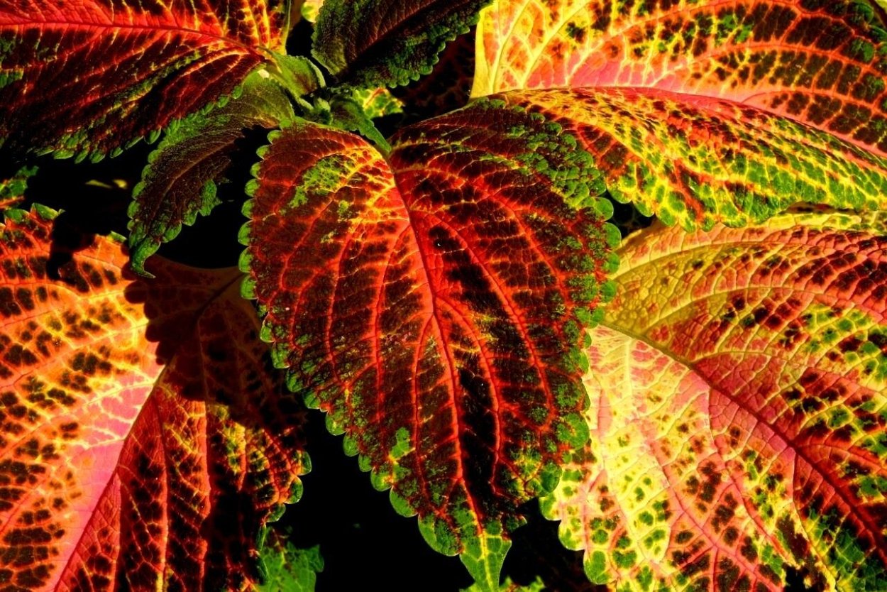 Колеус religious Radish