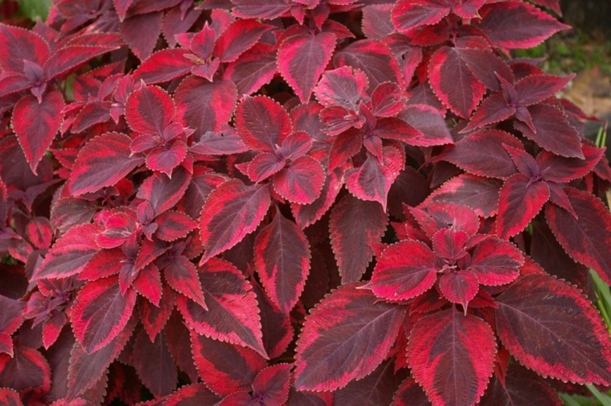 Колеус Crimson Ruffles