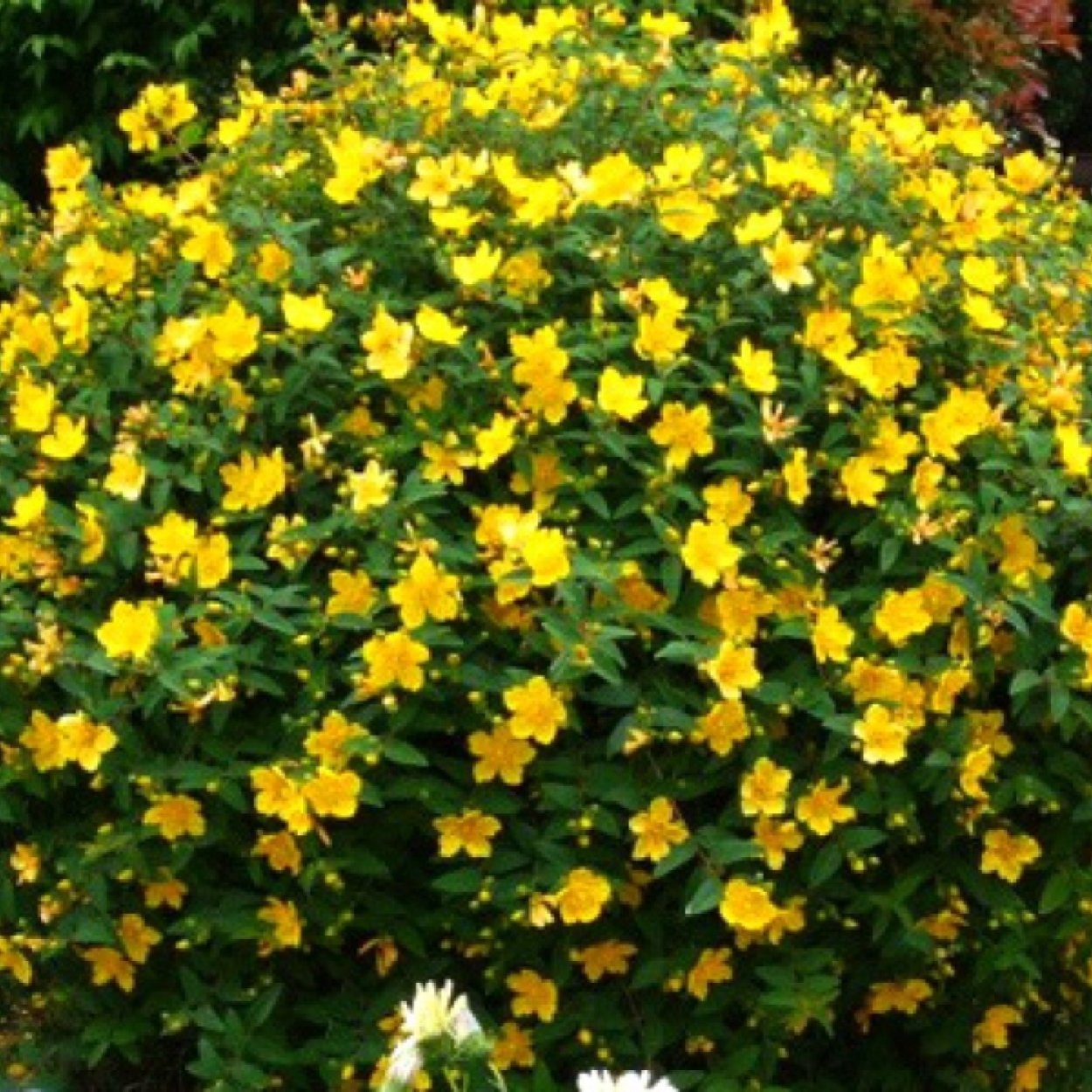 Зверобой Hidcote