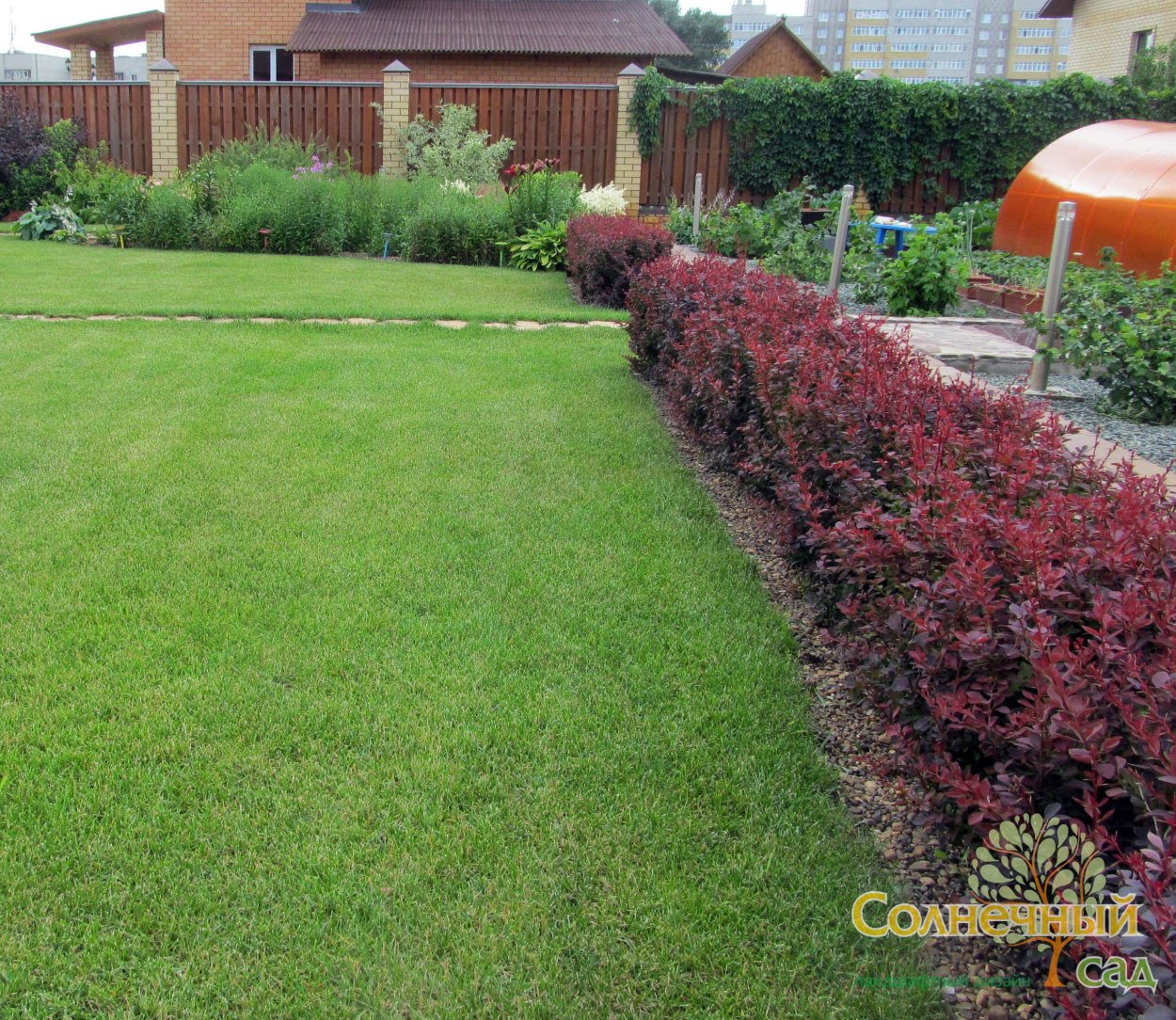 Барбарис Тунберга вдоль дорожек