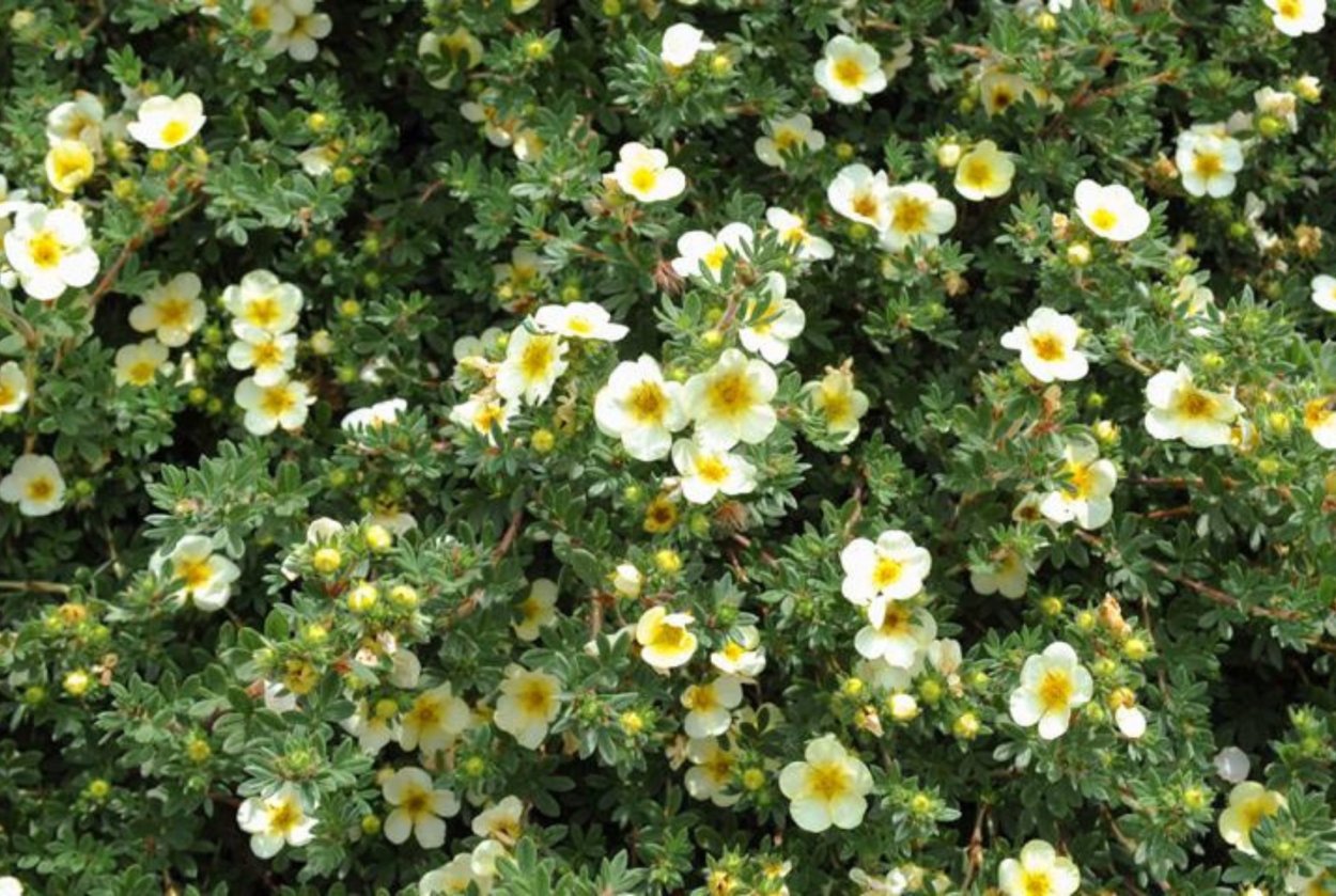 Лапчатка манджурика