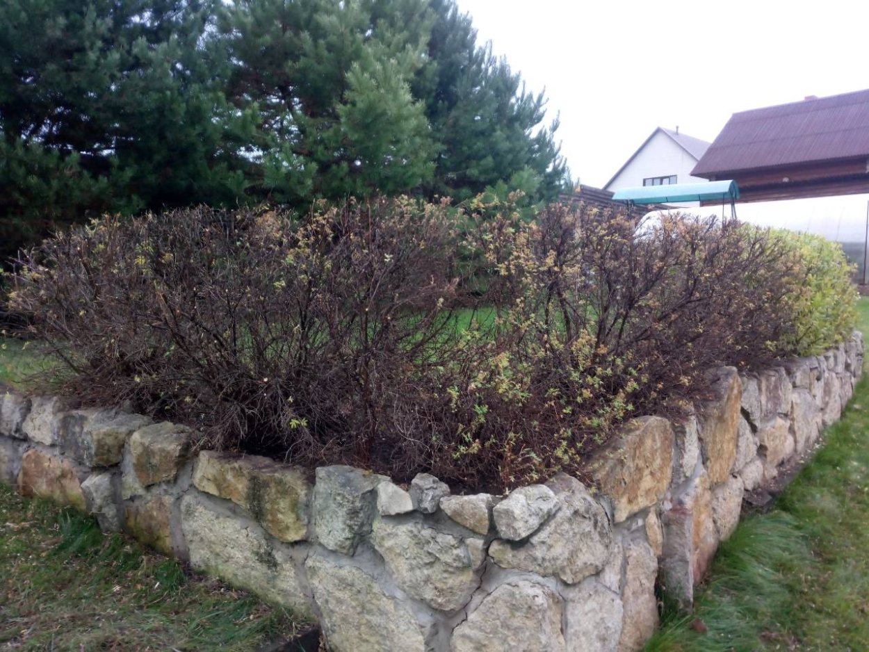 Изгородь из курильского чая