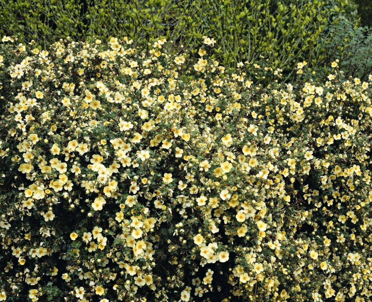 Лапчатка Еллоу Берд