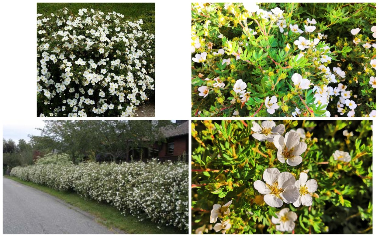 Лапчатка белая изгородь