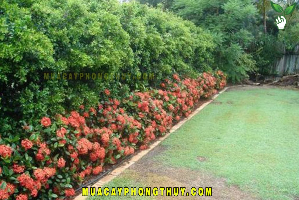 Лапчатка кустарниковая Живая изгородь