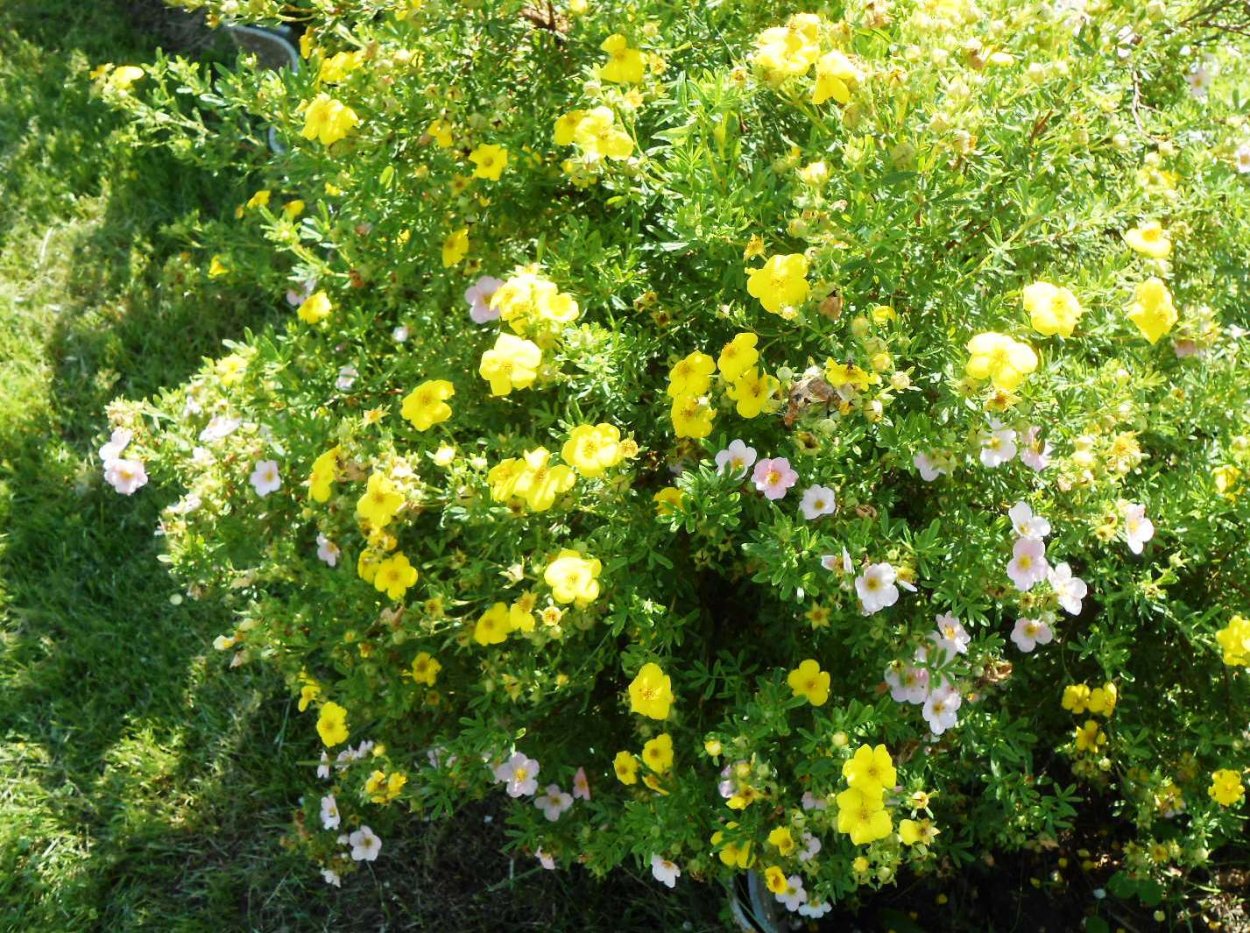 Лапчатка кустарниковая изгородь