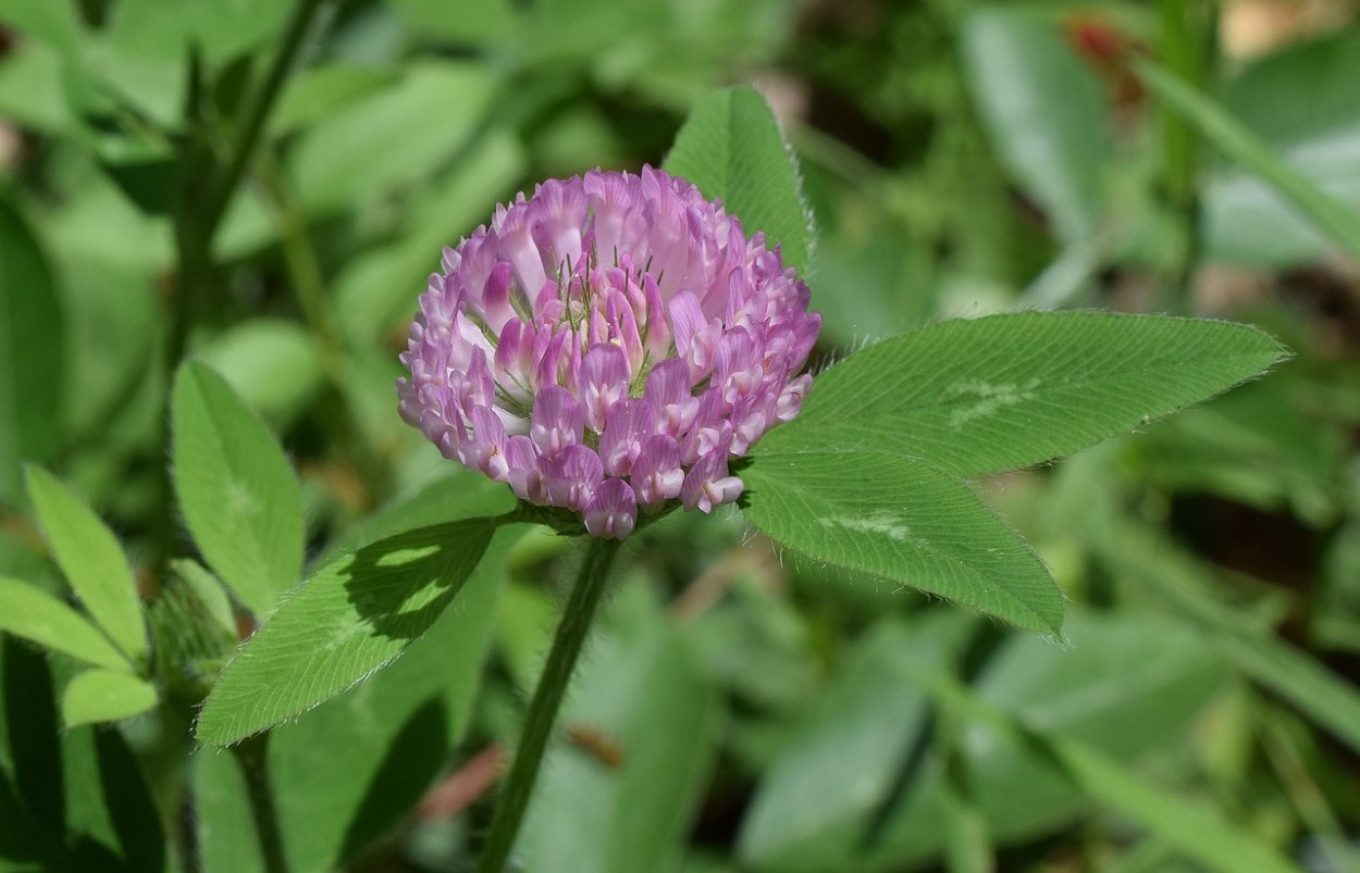 Лиловый Клевер