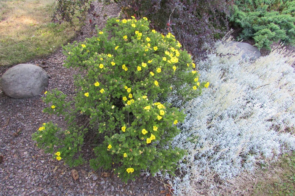 Лапчатка кустарниковая зимой