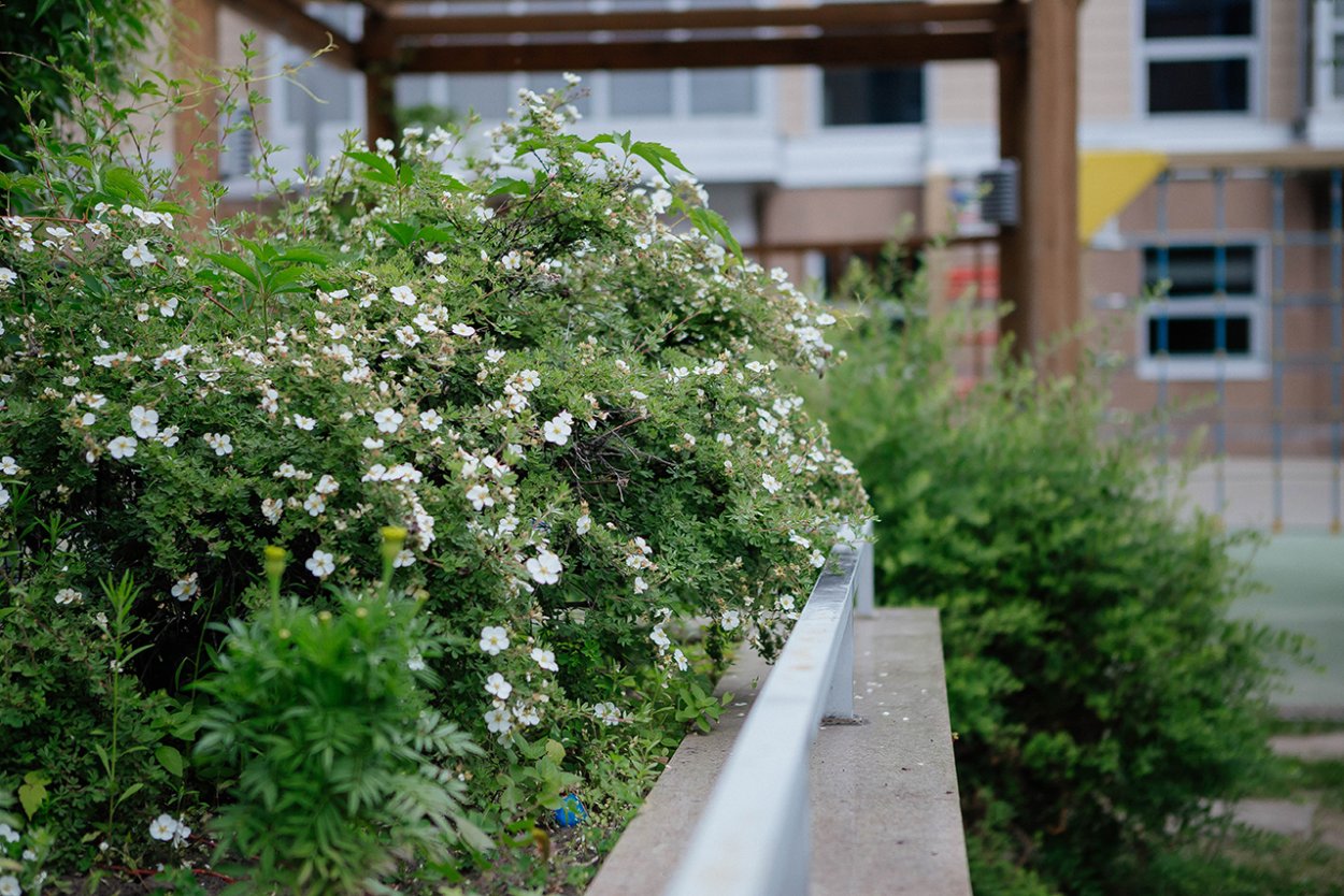 Лапчатка кустарниковая Абботсвуд