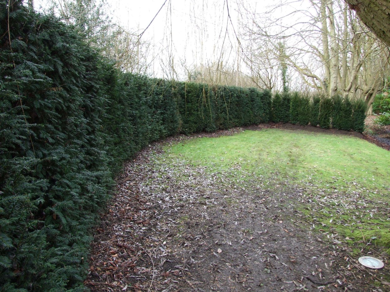 Живая изгородь из тсуги канадской