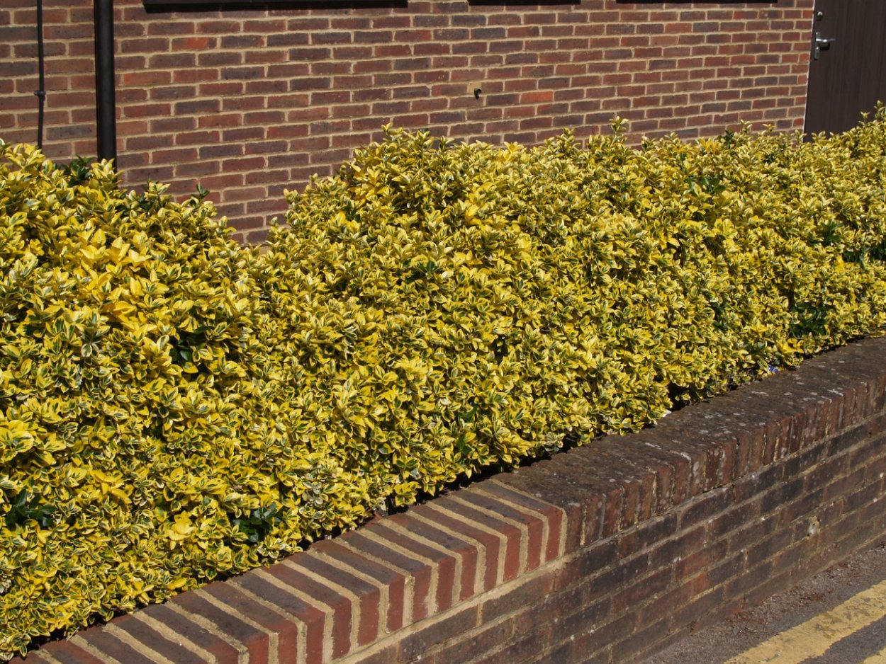 Бересклет Форчуна Голд