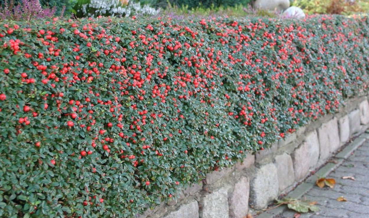 Кизильник Даммера куст