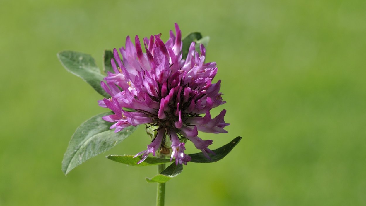 Клевер фиолетовый оксалис