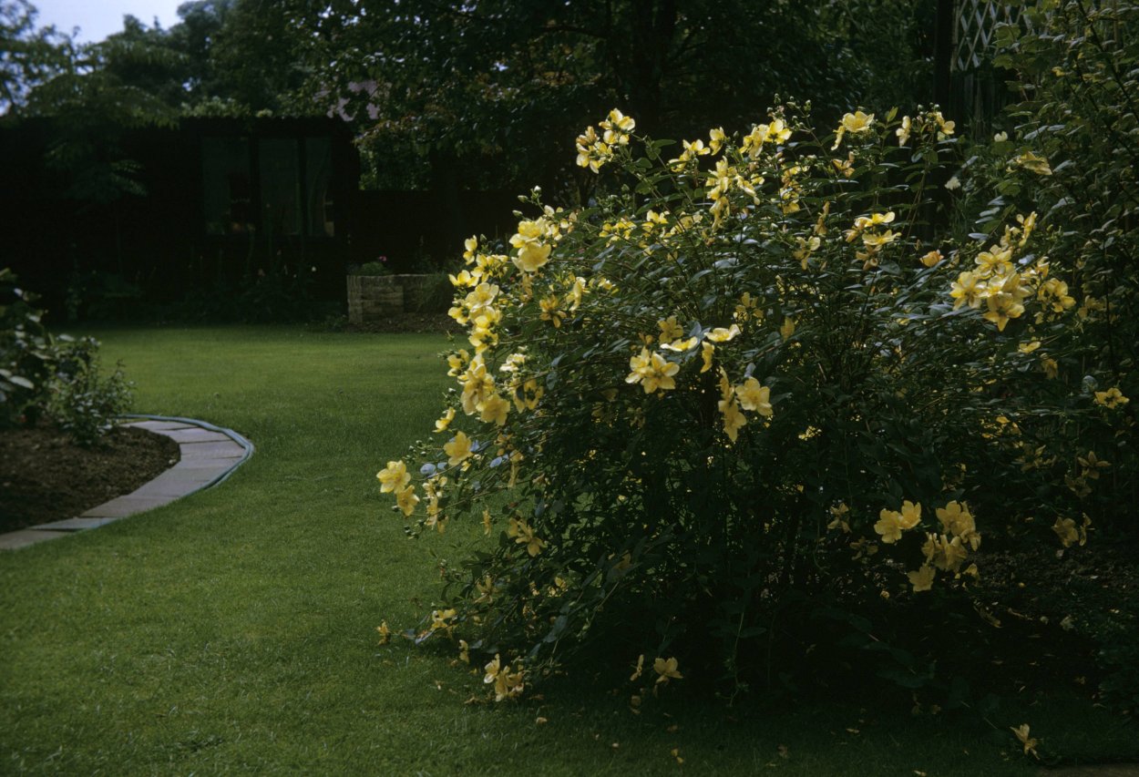 Зверобой кустарниковый Hidcote