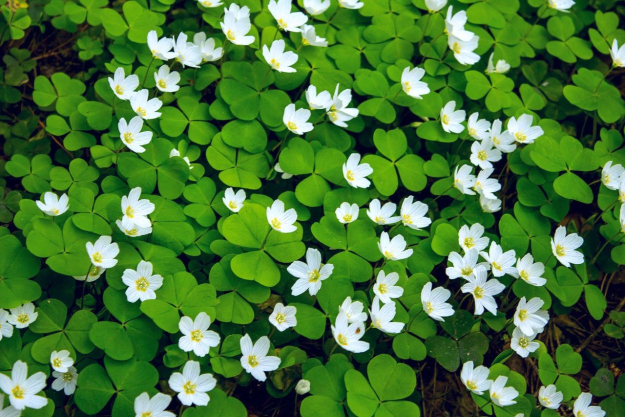 Ежевика карликовая Пурпл опал