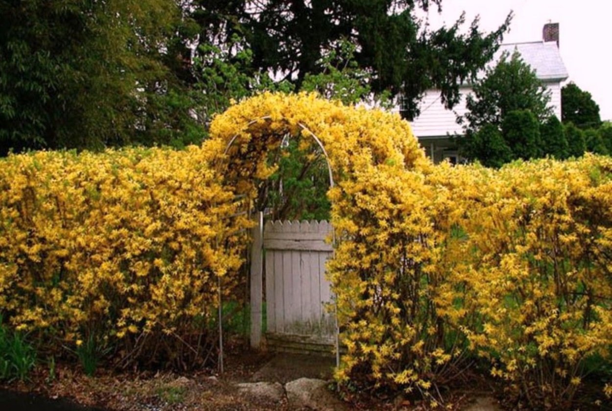 Карагана древовидная Живая изгородь