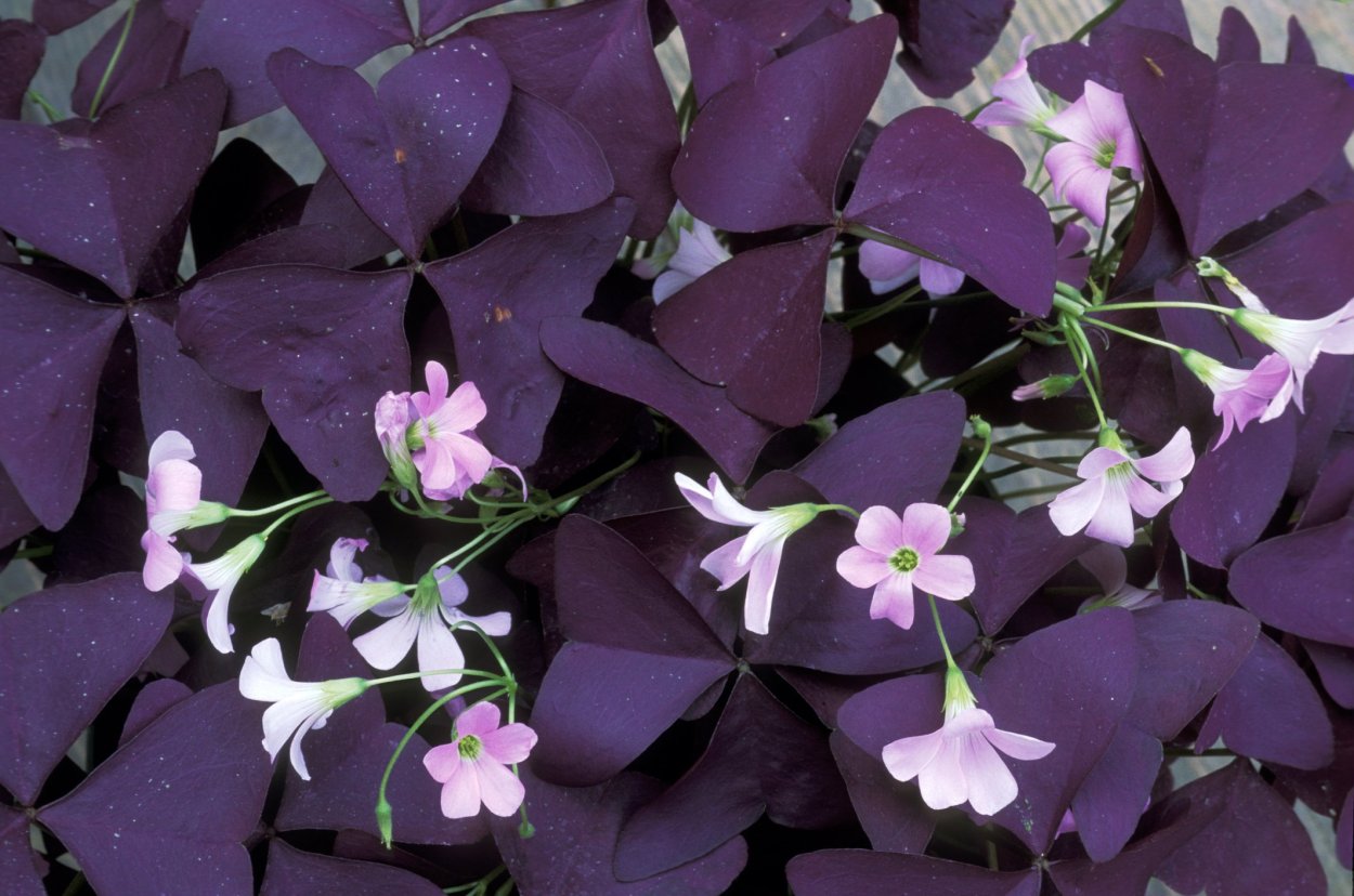 Фиолетовый цветок Клевер