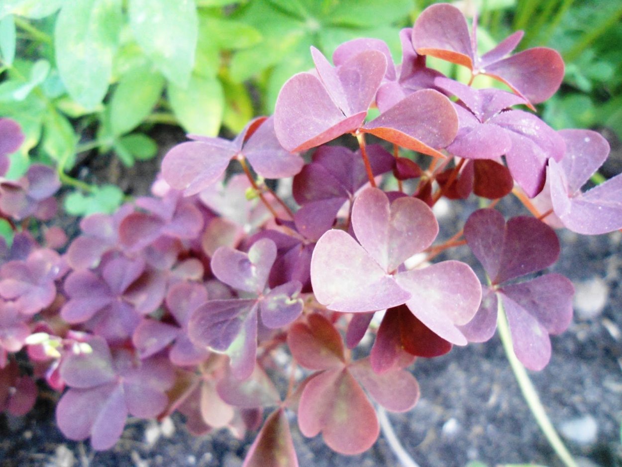 Лиловый Клевер