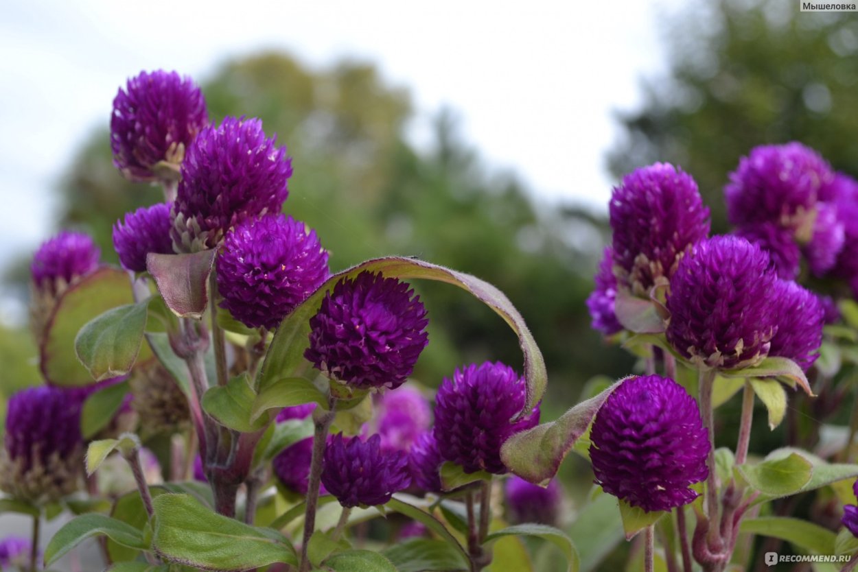 Смайлик демона