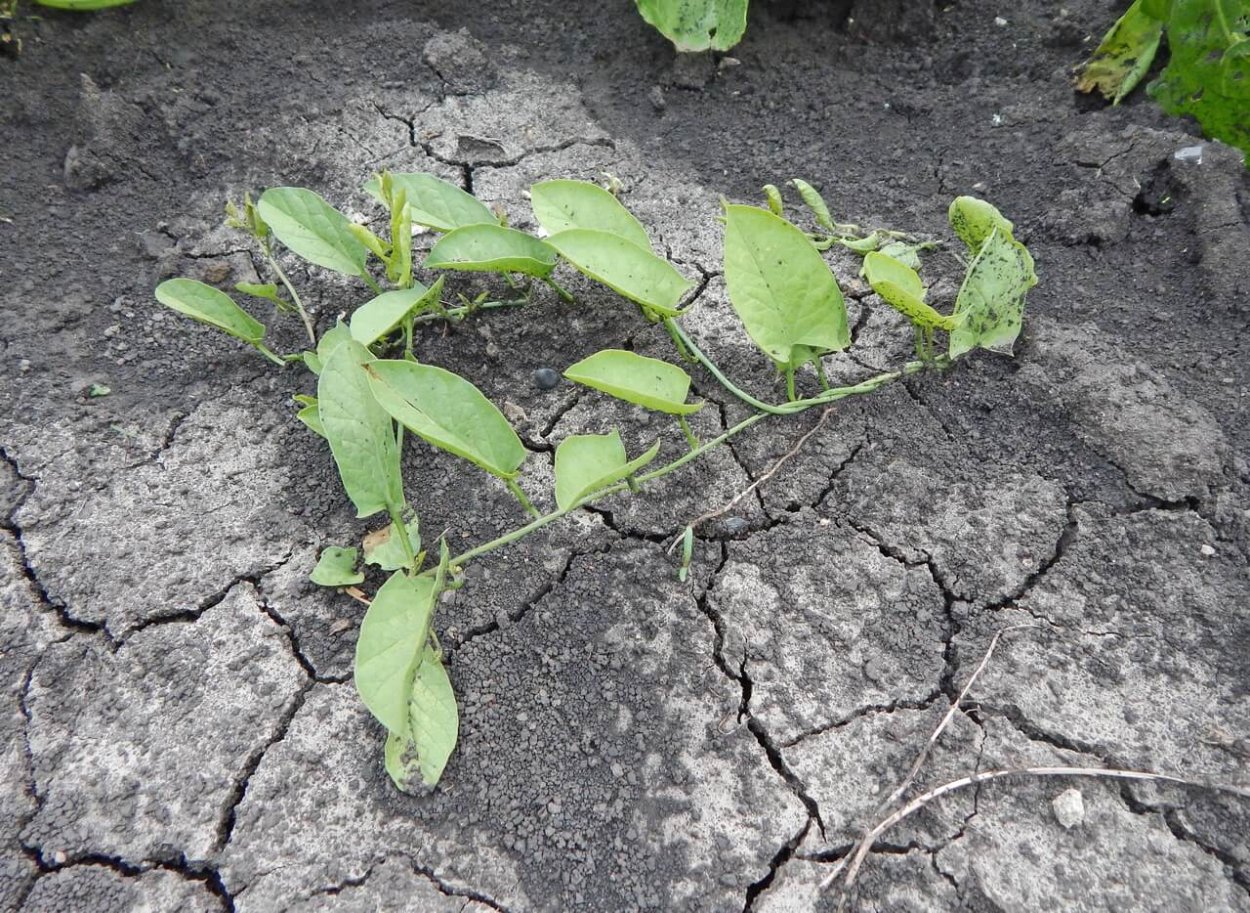 Вьюн Березка сорняк