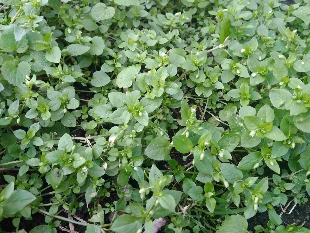 Рейнутрия Сахалинская побеги