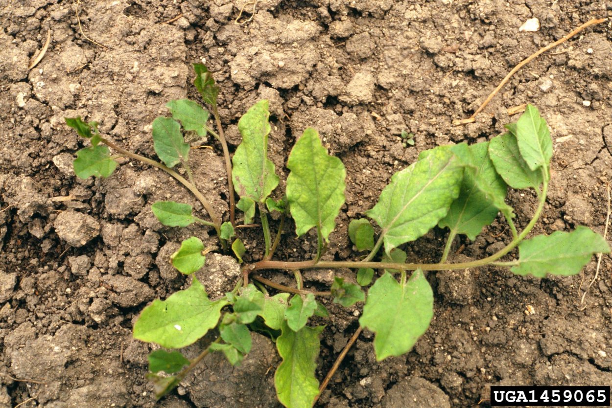 Вьюнок полевой всходы