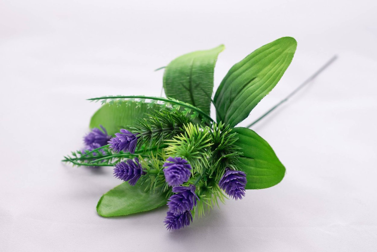 Черный Клевер пятилистник