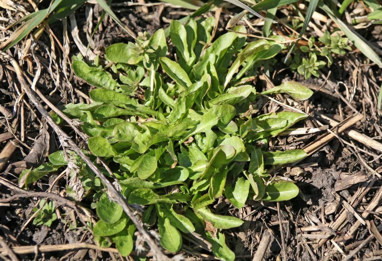 Сорная трава Арбузник