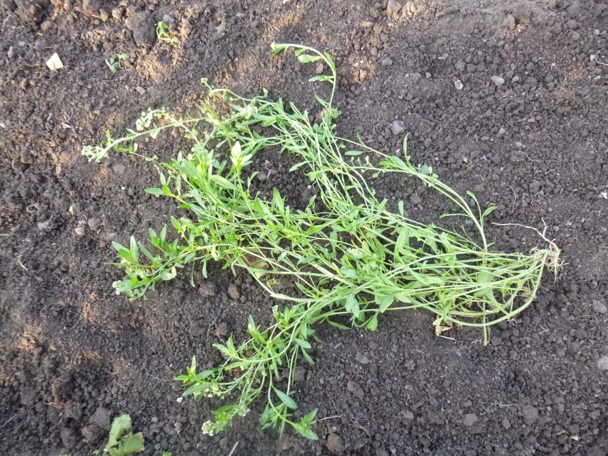 Сорняк Березка всходы