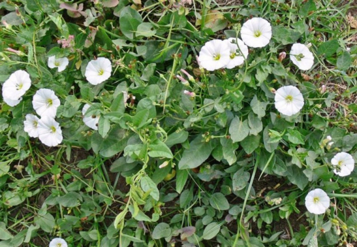 Вьюнок полевой (Convolvulus arvensis)