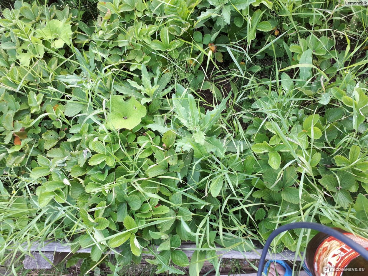 Осот огородный (Sonchus oleraceus)