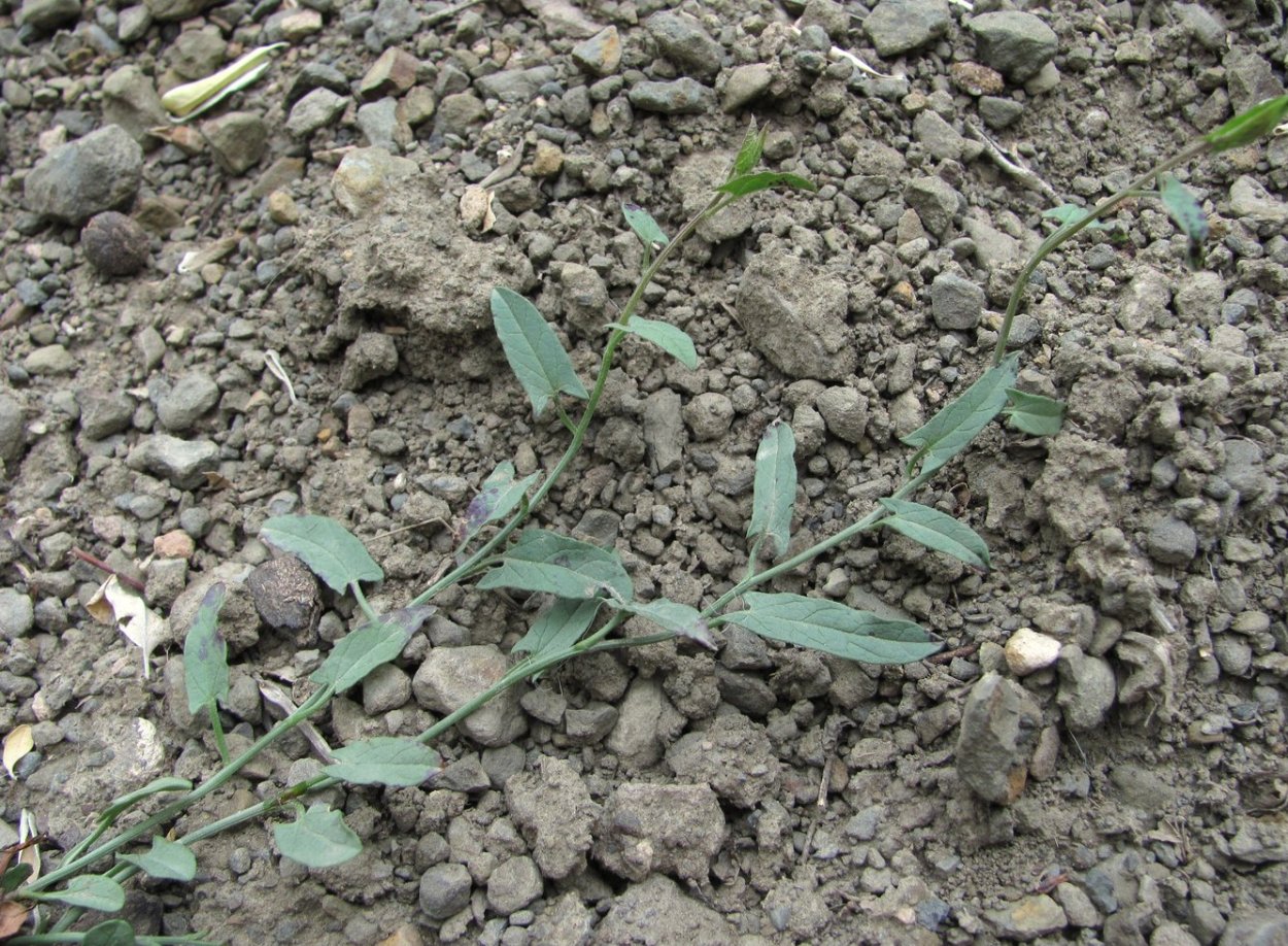 Вьюнок полевой всходы