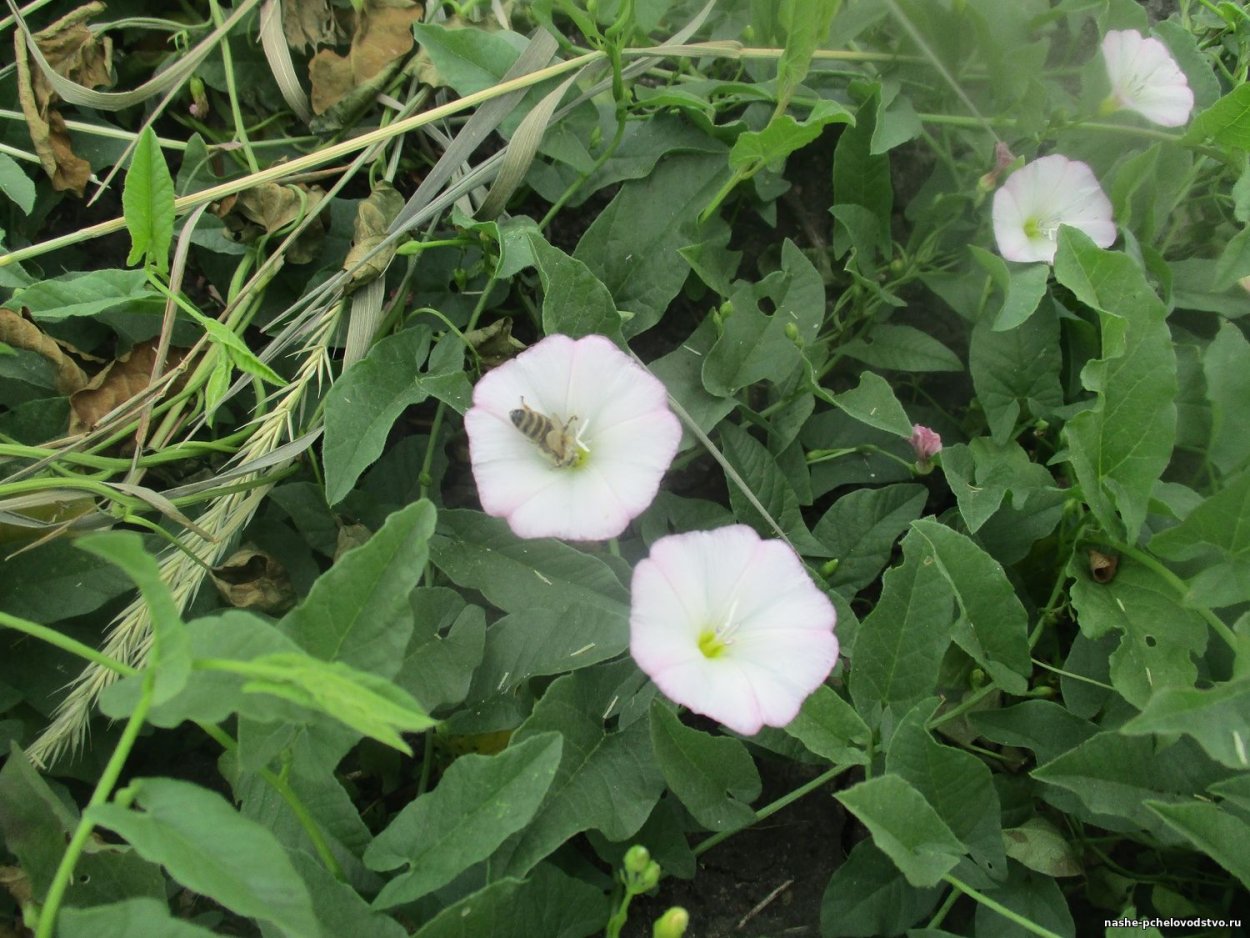 Гречишка вьюнковая (Fallopia Convolvulus)