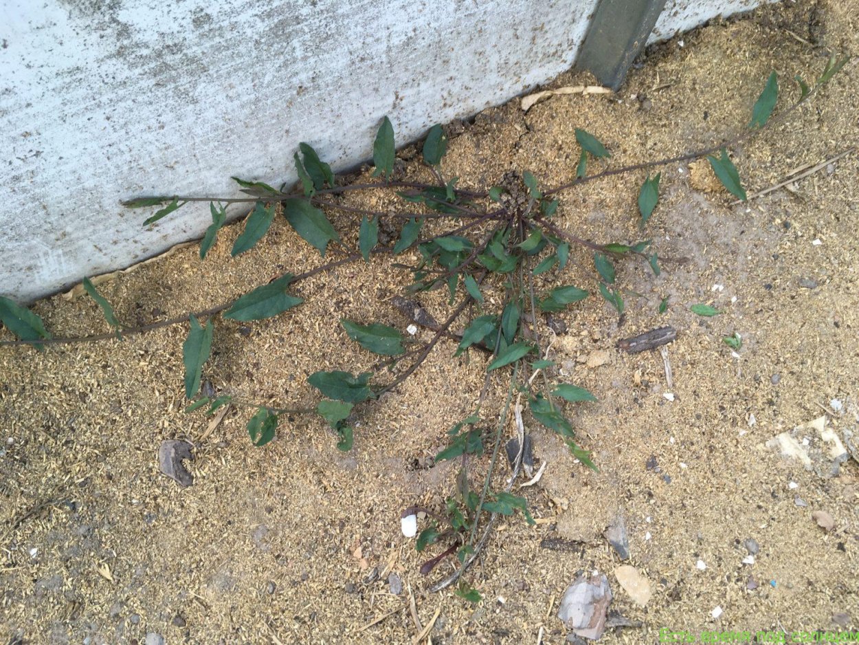 Молочай осот огородный