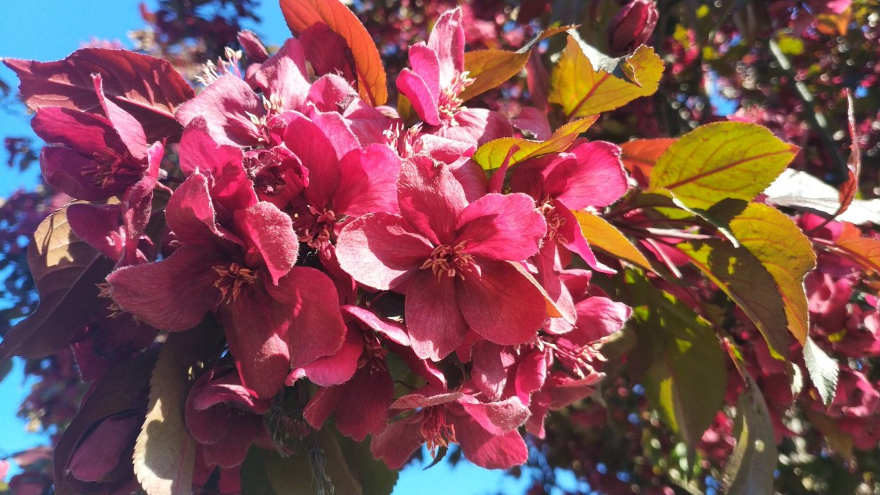 Яблоня декоративная бренди Мэджик