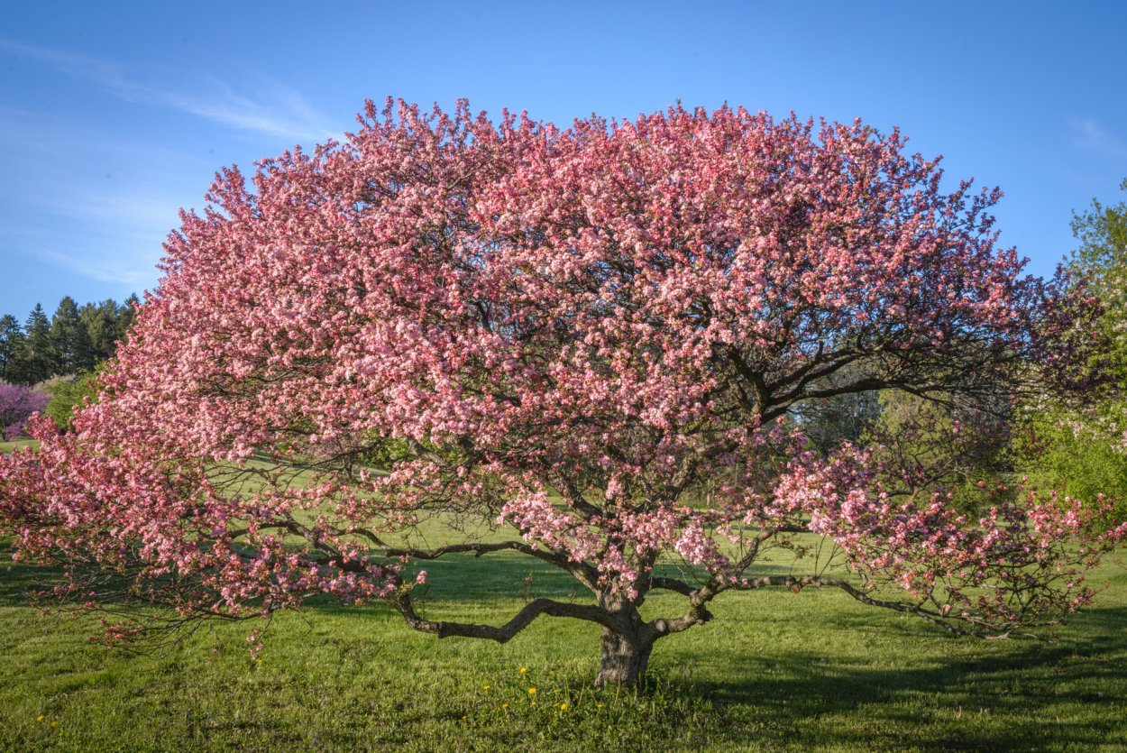 Яблоня гибридная Cardinal