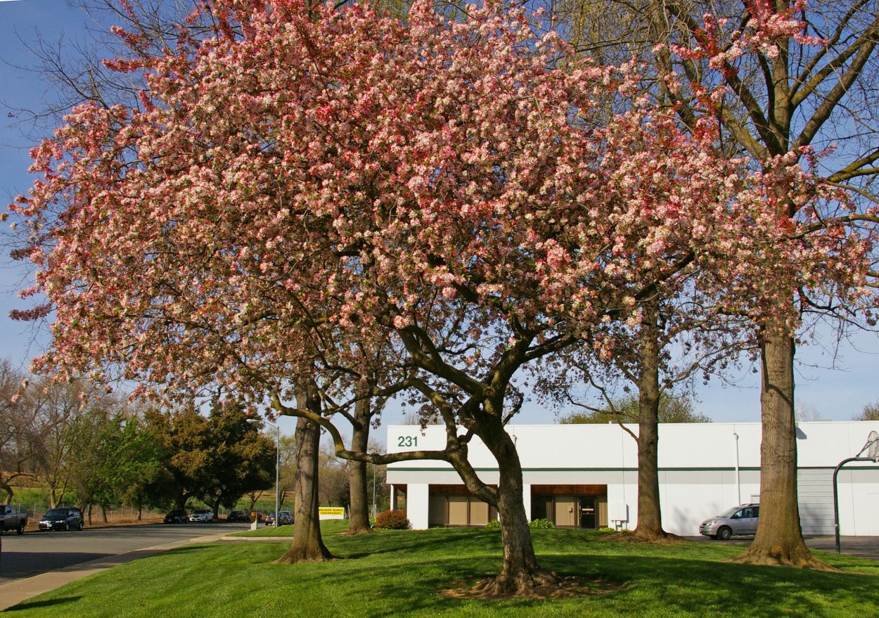 Яблоня Malus Rudolph