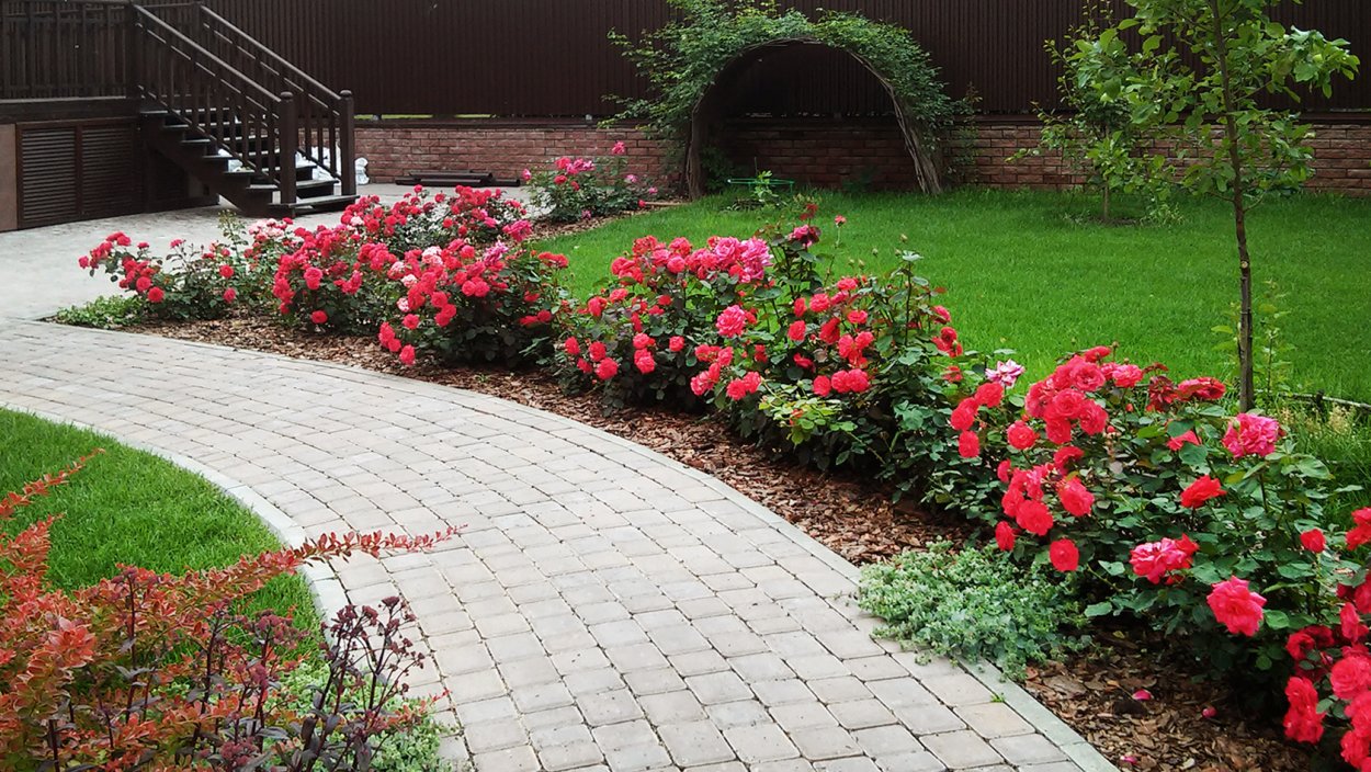 Парковые розы рабатка