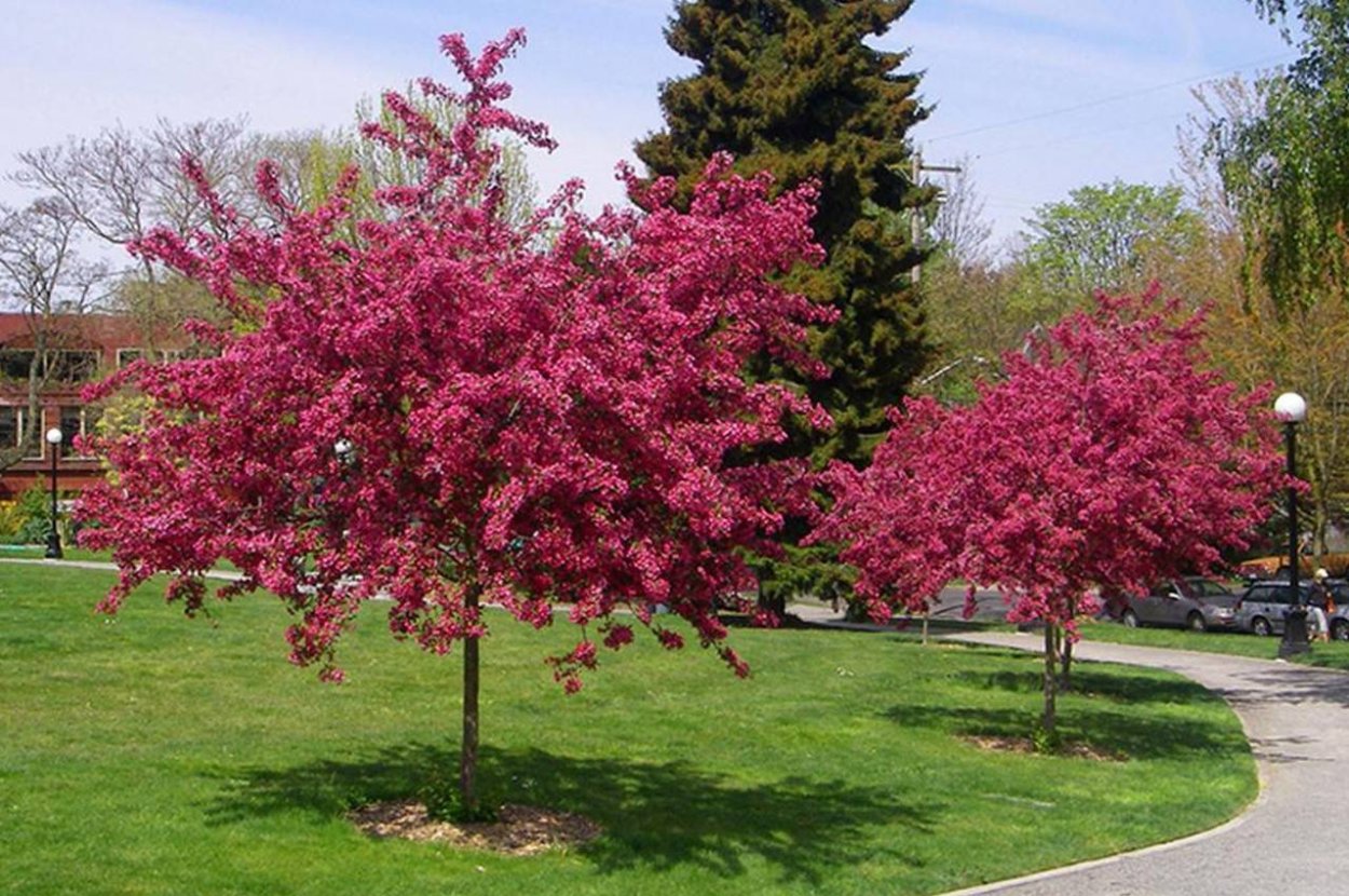 Яблоня краснолистная Недзвецкого
