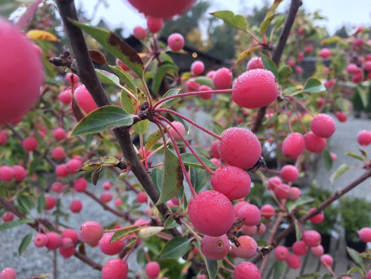 Яблоня Недзвецкого